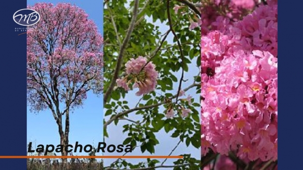 Lapacho Rosa