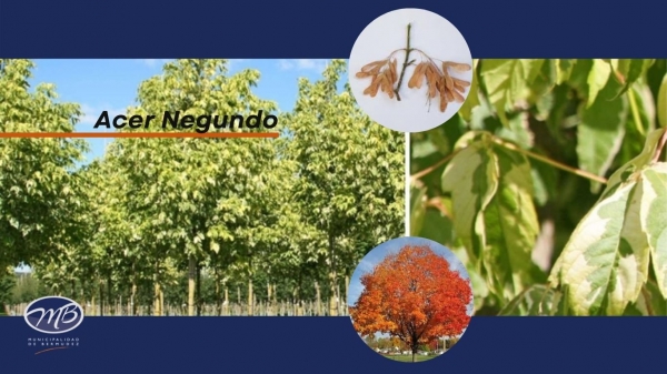 Acer Negundo